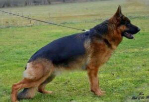 Naomi – AKC's father, a German Shepherd