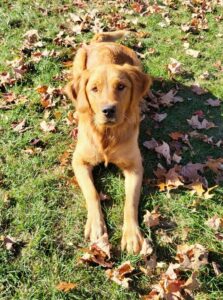 Maggie – ACA's mother, a Golden Retriever