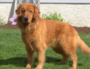 Maggie – ACA's father, a Golden Retriever