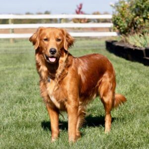 Grover – AKC's mother, a Golden Retriever