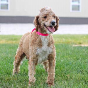 Zoey – F1bb's mother, a Micro Mini Goldendoodle