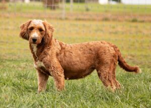 Wyatt's mother, a Mini Goldendoodle