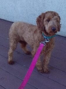 Irene – f1bb's mother, a Mini Goldendoodle