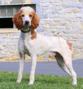 Oden – F1b's father, a Standard Poodle