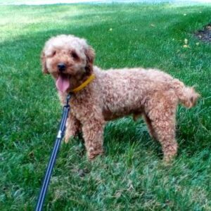 Karl – f1b's father, a Mini Poodle