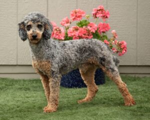 Brooke – f1b's father, a Mini Poodle