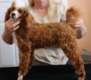 Tina – f1b's father, a Mini Poodle