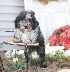 Forrest – Micro's father, a Toy Poodle