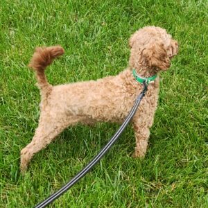 Jasper's father, a Toy Poodle