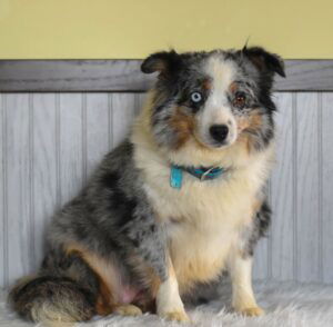 Piper – ASDR's mother, a Mini Australian Shepherd