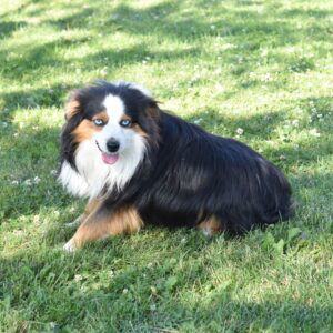 Piper – ASDR's father, a Mini Australian Shepherd