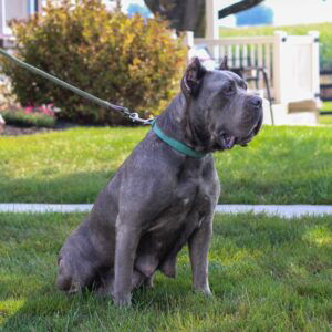 Fallon – ICCF's mother, a Cane Corso