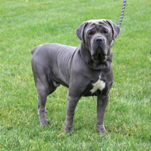 Nala – ICCF's father, a Cane Corso