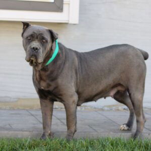 Whitney – ICCF's mother, a Cane Corso