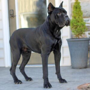 Whitney – ICCF's father, a Cane Corso