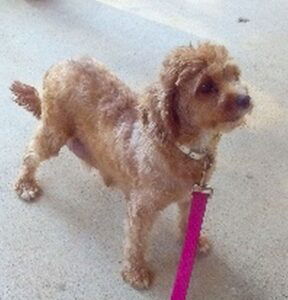 Harris – f1b's mother, a Cavapoo