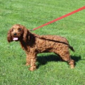 Tonya's mother, a Cavapoo