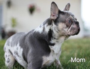 Kelly – AKC's mother, a French Bulldog