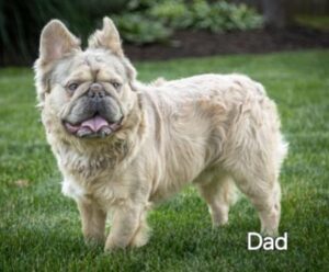 Kelly – AKC's father, a French Bulldog