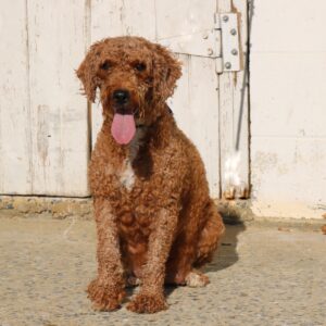 Mila – f1bb's mother, a Mini Goldendoodle