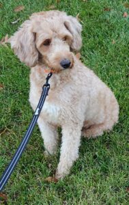 Donner – f1bb's mother, a Mini Goldendoodle