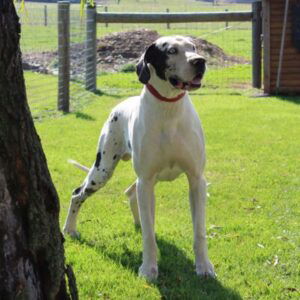 Daisy – ACA's father, a Great Dane