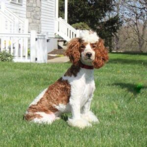 Garrett – f1bb's father, a Mini Poodle