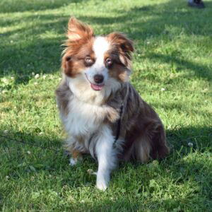 Mocha – ASDR's mother, a Mini Australian Shepherd