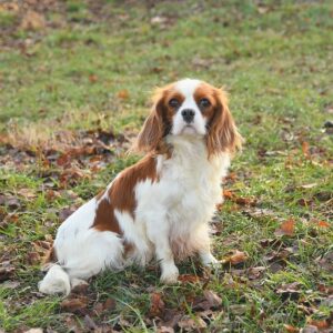 Andres's mother, a Cavalier King Charles Spaniel