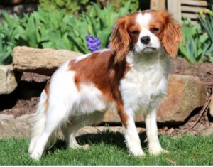 Rosa's father, a Cavalier King Charles Spaniel