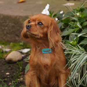 Ranae's mother, a Cavapoo