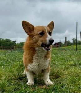 Daniel's mother, a Corgi