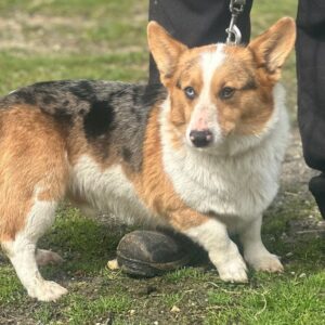 Daniel's father, a Corgi