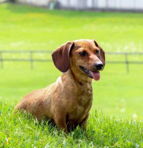 Gunnar's mother, a Mini Dachshund