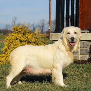 Shiloh- AKC's mother, a English Cream Golden Retriever