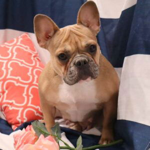 Jazmic – AKC's mother, a French Bulldog