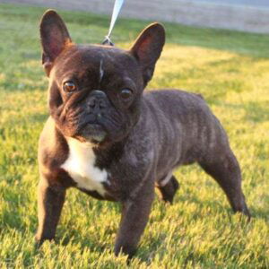 Jazmic – AKC's father, a French Bulldog