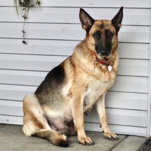 Bella – AKC's mother, a German Shepherd