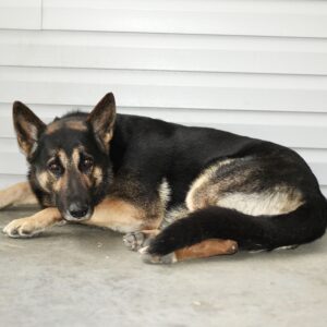 Bandit – AKC's father, a German Shepherd