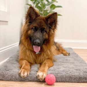 Zelda – AKC long-coat's mother, a German Shepherd