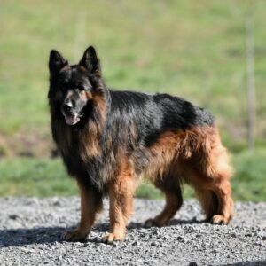 Peanut – AKC long-coat's father, a German Shepherd