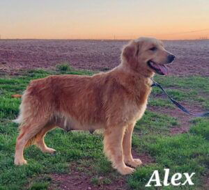 Comet – ACA's mother, a Golden Retriever