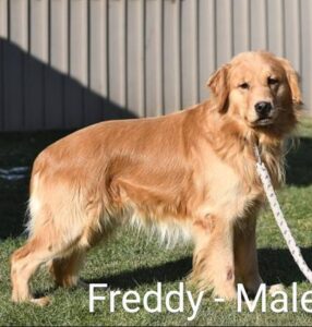 Cupid – ACA's father, a Golden Retriever