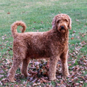 Odyssey – moyen's mother, a Standard Goldendoodle