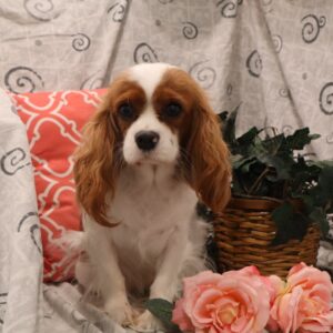 Bentley's mother, a Cavalier