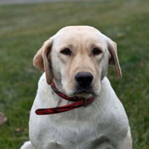 Angel's mother, a White Labrador Retriever