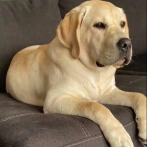 Bentley – mix's father, a Yellow Labrador Retriever