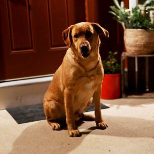 Gingerbread's father, a Yellow Labrador Retriever