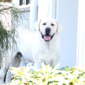 Cora – AKC's father, a White Labrador Retriever