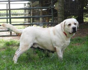 Genny – AKC English's father, a English White Labrador Retriever